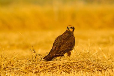 Yırtıcı kuş. Hawk. Sarı doğa basili. Kuş: Batı Bataklık Harrier.
