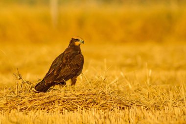 Yırtıcı kuş. Hawk. Sarı doğa basili. Kuş: Batı Bataklık Harrier.