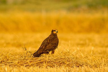 Yırtıcı kuş. Hawk. Sarı doğa basili. Kuş: Batı Bataklık Harrier.