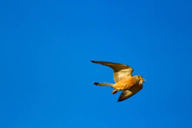 Uçan kerkenez. Mavi gökyüzü arka planı. Kuş: Küçük Kerkenez. Falco naumanni.