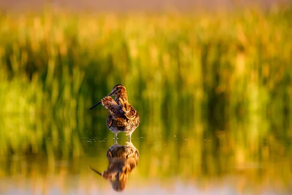 Natur Und Vogel Grün Gelb Natur Hintergrund Vogel Bekassine Gallinago — Stockfoto