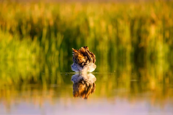 Příroda Pták Zelená Žlutá Příroda Pozadí Ptačí Pták Běžný Snipe — Stock fotografie