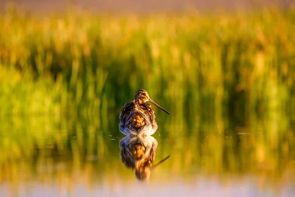 Bekassine Gelb Grüner Natur Hintergrund Vogel Bekassine Gallinago Galinago — Stockfoto