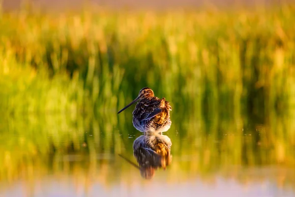 Snipe Żółte Zielone Tło Przyrodnicze Ptak Wspólny Snipe Gallinago Gallinago — Zdjęcie stockowe