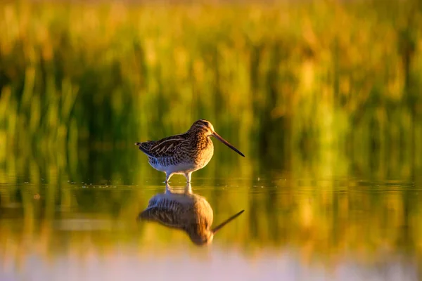 Snipe Fondo Verde Amarillo Naturaleza Pájaro Snipe Común Gallinago Gallinago —  Fotos de Stock