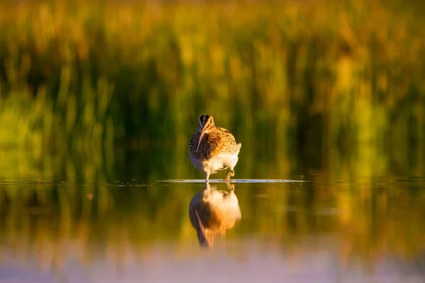 Snipe Giallo Sfondo Verde Natura Uccello Snipe Comune Gallinago Gallinago — Foto Stock