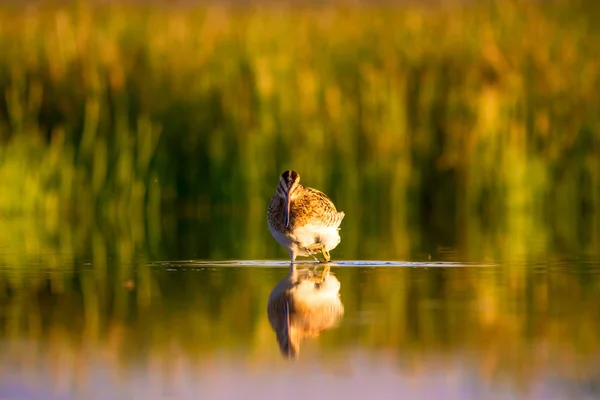 Bekassine Gelb Grüner Natur Hintergrund Vogel Bekassine Gallinago Galinago — Stockfoto