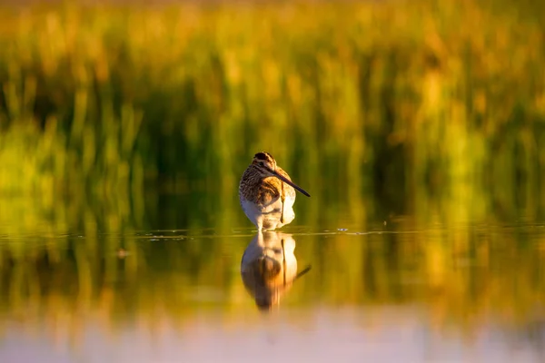 Snipe Giallo Sfondo Verde Natura Uccello Snipe Comune Gallinago Gallinago — Foto Stock