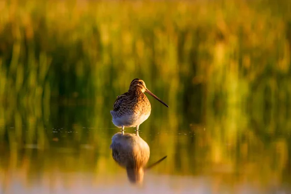 Snipe Fond Vert Jaune Nature Oiseau Bécassine Commune Gallinago Gallinago — Photo