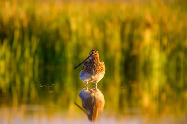 Snipe Amarelo Verde Natureza Fundo Pássaro Snipe Comum Gallinago Gallinago — Fotografia de Stock