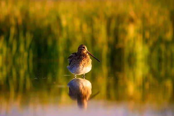 Snipe Fond Vert Jaune Nature Oiseau Bécassine Commune Gallinago Gallinago — Photo