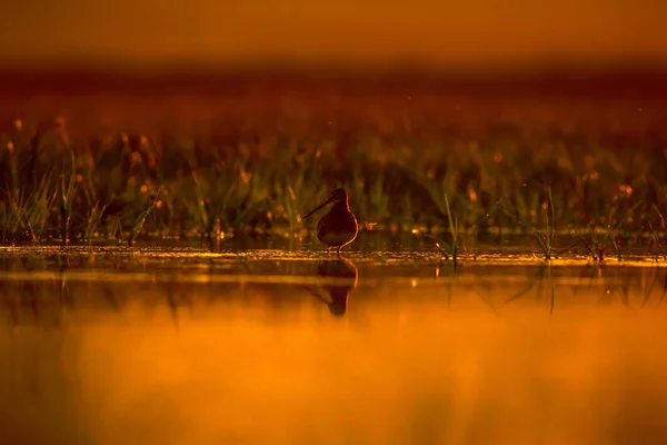 Bekassine Gelb Grüner Natur Hintergrund Vogel Bekassine Gallinago Galinago — Stockfoto