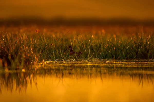 Snipe Fond Vert Jaune Nature Oiseau Bécassine Commune Gallinago Gallinago — Photo