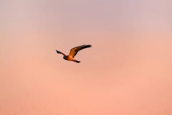 Pájaro Volador Pájaro Presa Fondo Del Cielo — Foto de Stock