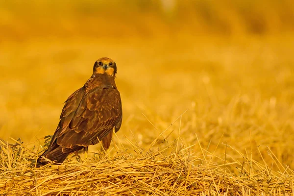 Rov Fågel Hawk Gul Natur Bacground Fågel Västra Marsh Harrier — Stockfoto