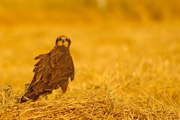 Pájaro Presa Halcón Naturaleza Amarilla Bacground Aves Western Marsh Harrier — Foto de Stock