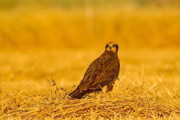 Ptak Drapieżne Hawk Żółta Natura Bacground Ptak Błotniak Zachodni — Zdjęcie stockowe