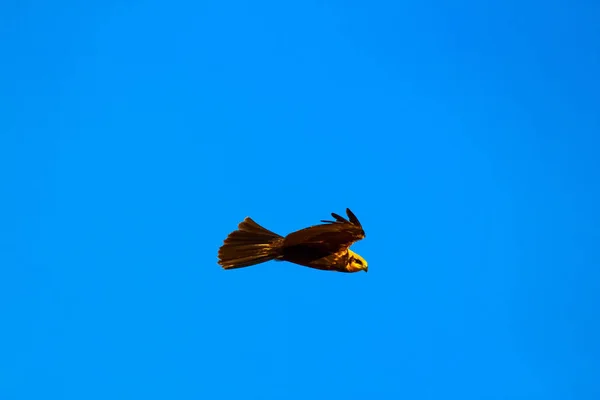 Vliegende Vogel Roofvogel Sky Achtergrond — Stockfoto