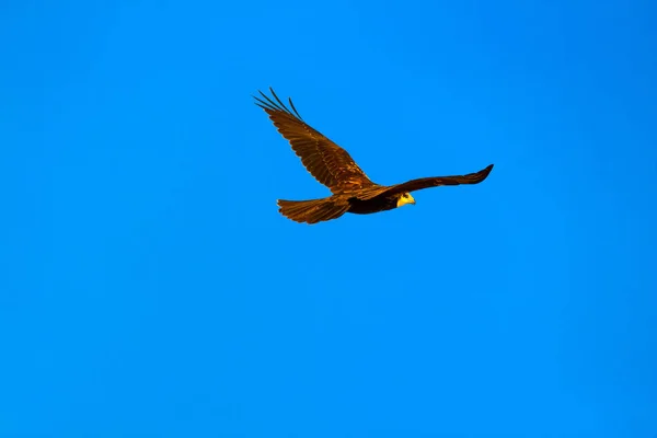 Летающая Птица Хищная Птица Небесный Фон — стоковое фото