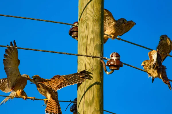 Cernícalo Volador Fondo Cielo Azul Bird Lesser Kestrel Falco Naumanni —  Fotos de Stock