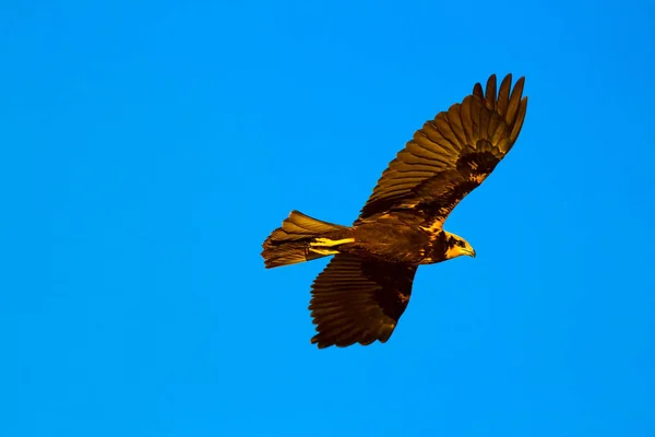 Létající Poštolka Modrá Obloha Pozadí Ptáček Poštolka Falco Naumanni — Stock fotografie