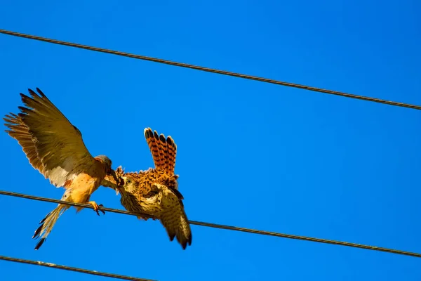 Kestrel Voador Fundo Azul Céu Pássaro Menos Kestrel Falco Naumanni — Fotografia de Stock