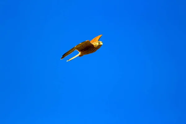Літаючий Боривітер Блакитне Тло Неба Птах Менший Боривітер Falco Naumanni — стокове фото