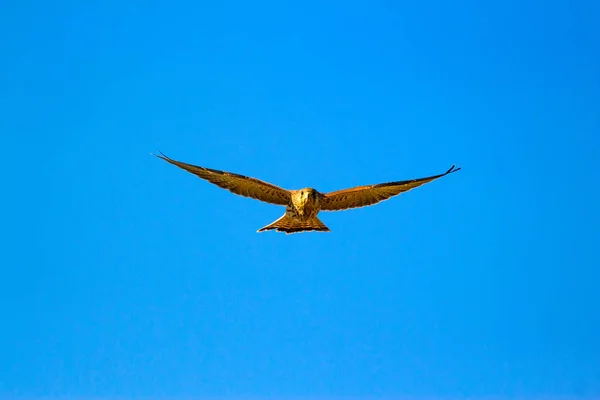 Repülő Kestrel Kék Háttér Madár Kis Vércse Falco Naumanni — Stock Fotó