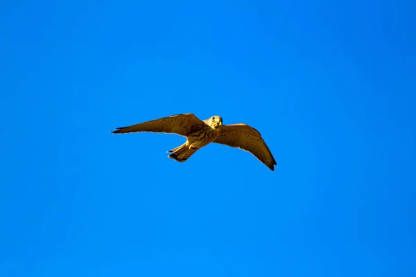 Vliegende Vogel Blauwe Hemel Achtergrond Gemeenschappelijke Torenvalk Kleine Torenvalk Falco — Stockfoto