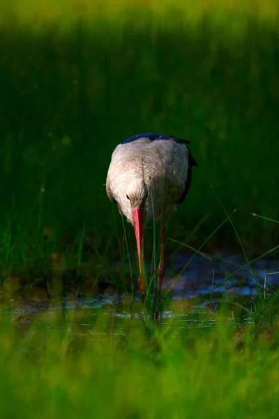 Stork Tło Przyrodnicze Ptak Bocian Biały Ciconia Cykonia — Zdjęcie stockowe