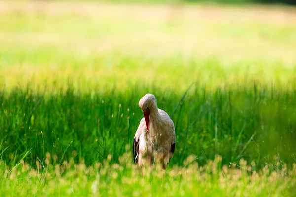 Čáp Přírodní Pozadí Pták Bílý Čáp Ciconia Ciconia — Stock fotografie