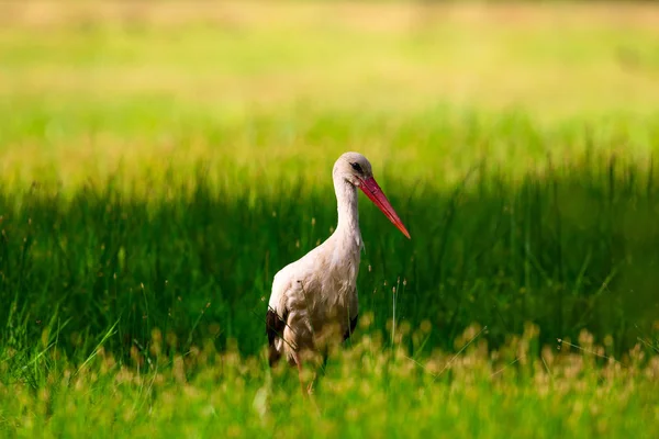 Stork Nature Background Bird White Stork Ciconia Ciconia — Stock Photo, Image