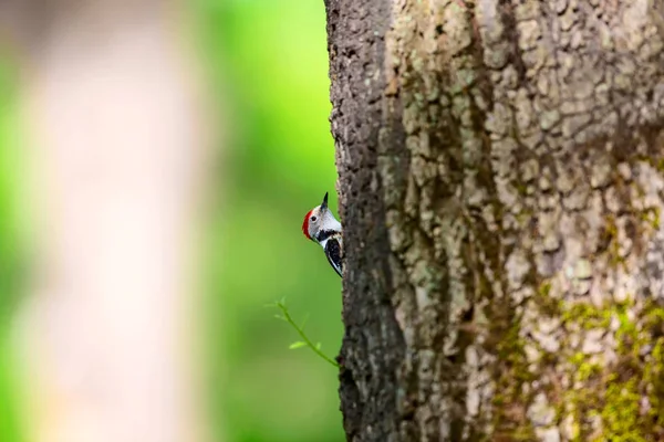 Niedlicher Specht Auf Baum Waldhintergrund Vogel Mittelspecht Dendrokopos Medius — Stockfoto