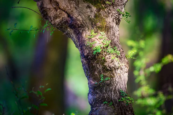 Тело Дерева Зеленый Фон Природы — стоковое фото