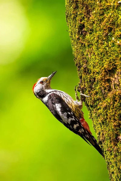 Aranyos Woodpecker Fán Erdő Háttere Madár Middle Pettyes Harkály Dendrocopos — Stock Fotó