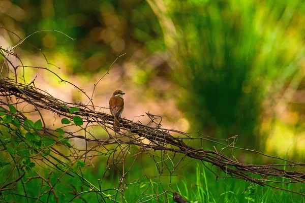 Lindo Pajarito Fondo Naturaleza Verde Pájaro Shrike Con Respaldo Rojo —  Fotos de Stock