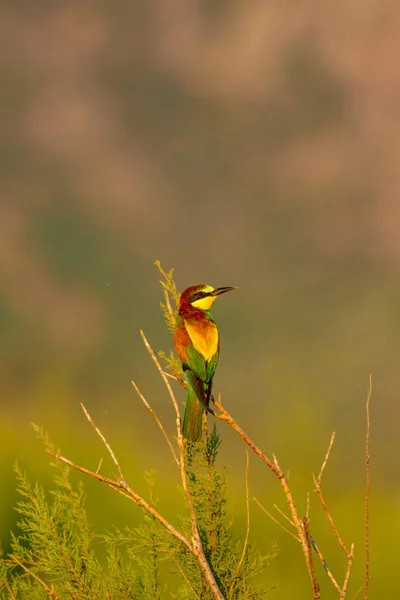 Pássaro Colorido Fundo Natureza Comedor Abelhas Europeu Merops Apiaster — Fotografia de Stock