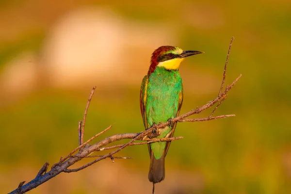 Colorful Bird Nature Background European Bee Eater Merops Apiaster — Stock Photo, Image