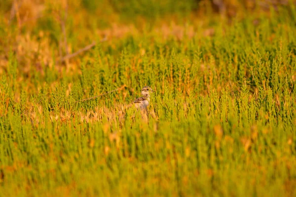 Lindo Pajarito Fondo Naturaleza Verde Bird Common Ringed Plover Charadrius — Foto de Stock