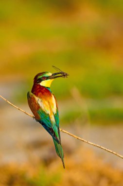 Renkli kuş. Doğa arka planı. Avrupa Arı yiyici. Merops apiaster.