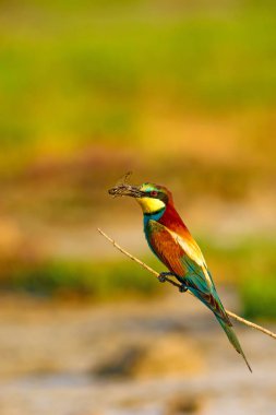 Renkli kuş. Doğa arka planı. Avrupa Arı yiyici. Merops apiaster.