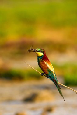 Renkli kuş. Doğa arka planı. Avrupa Arı yiyici. Merops apiaster.