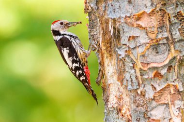 Ağaçtaki sevimli ağaçkakan. Orman arka planı. Kuş: Orta Benekli Ağaçkakan. Dendrocopos medius.