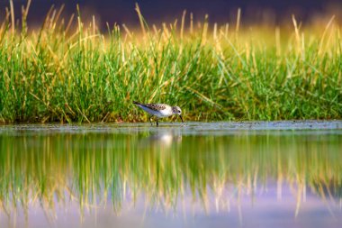 Su kuşları. Doğa ve kuş. Yeşil göl habitat arka plan. Doğal duvar kağıdı.
