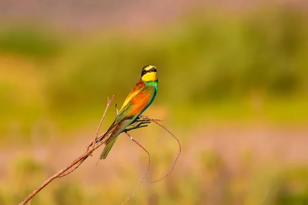 Oiseau Coloré Fond Naturel Mangeur Abeilles Merops Apiastre — Photo