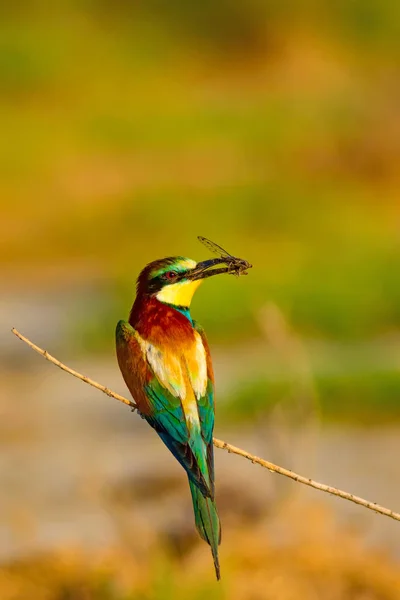 Красочная Птица Природа Европейский Пчелоед Merops Apiaster — стоковое фото