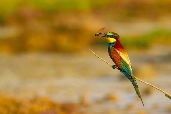 Colorful Bird Nature Background European Bee Eater Merops Apiaster — Stock Photo, Image