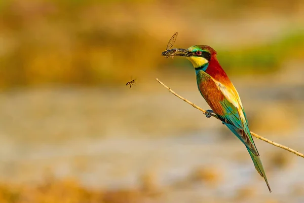 カラフルな鳥 自然の背景 ヨーロッパの蜂を食べる メロプスアピアスター — ストック写真