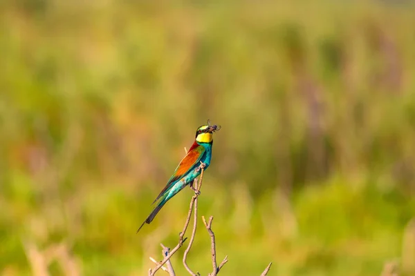 Renkli Kuş Doğa Arka Planı Avrupa Arı Yiyici Merops Apiaster — Stok fotoğraf