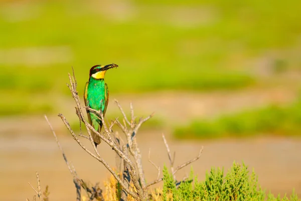 Oiseau Coloré Fond Naturel Mangeur Abeilles Merops Apiastre — Photo